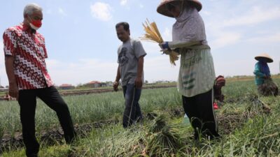 Produktivitas Bawang Merah Turun, Ganjar Dorong Pemulihan Lahan Pertanian